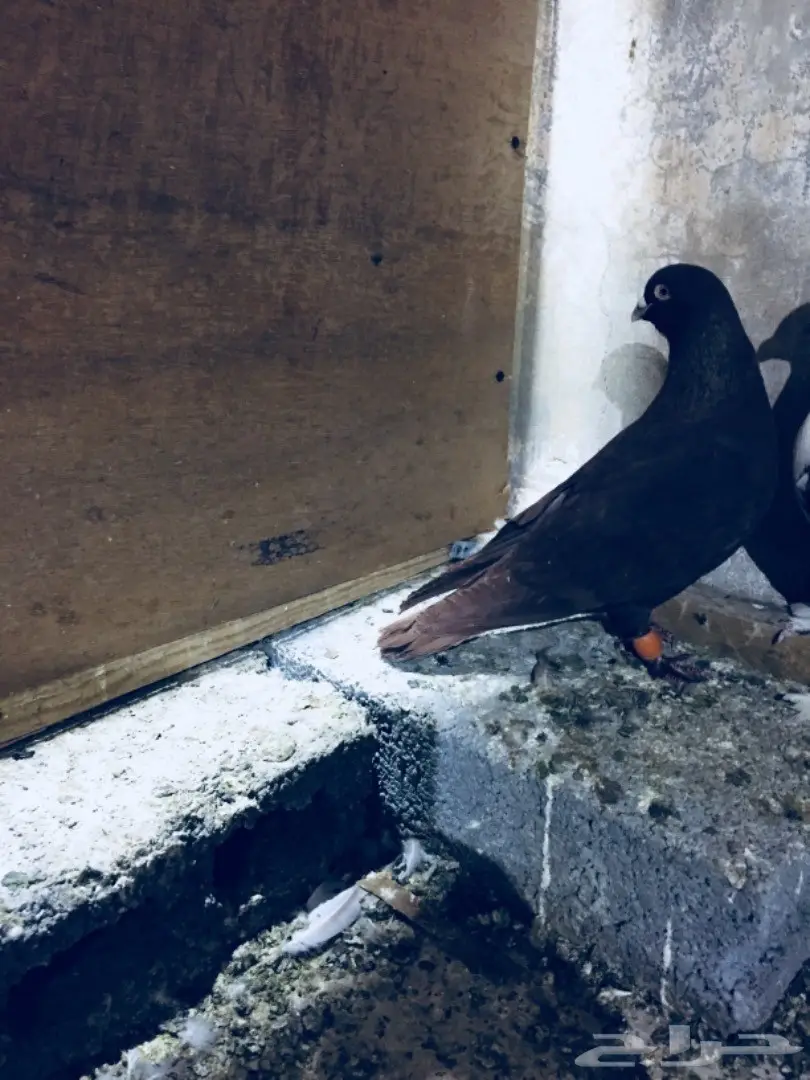   طيور كش TOP (image 6)