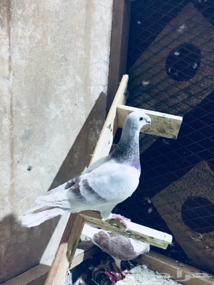   طيور كش TOP (image 9)