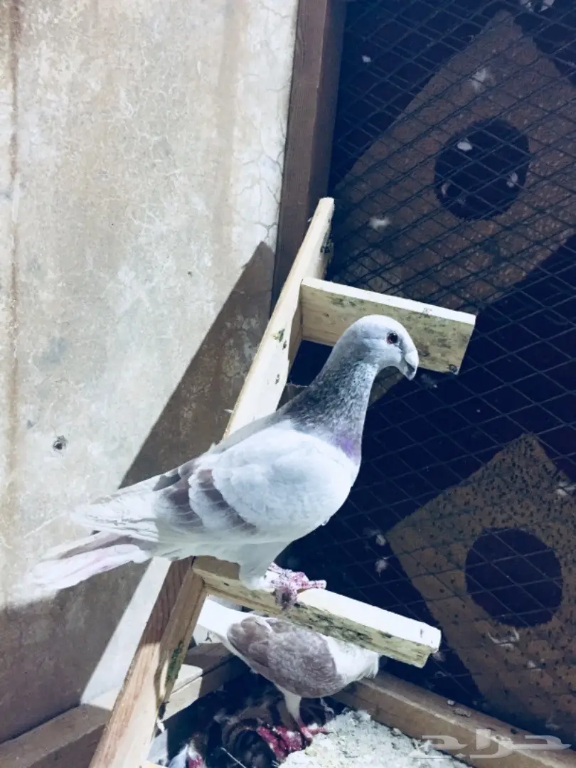   طيور كش TOP (image 10)