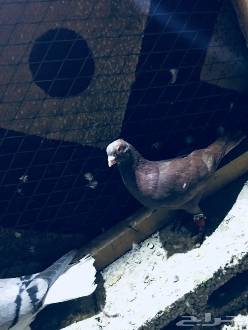   طيور كش TOP (image 11)