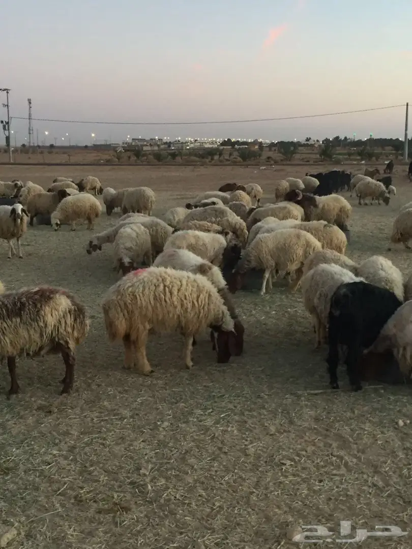 غنم نعيم مرح 