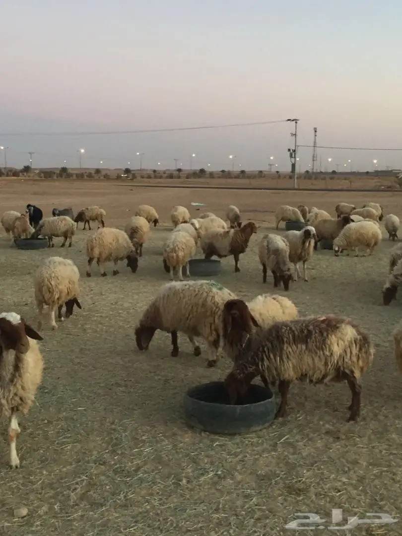 غنم نعيم مرح  (image 1)