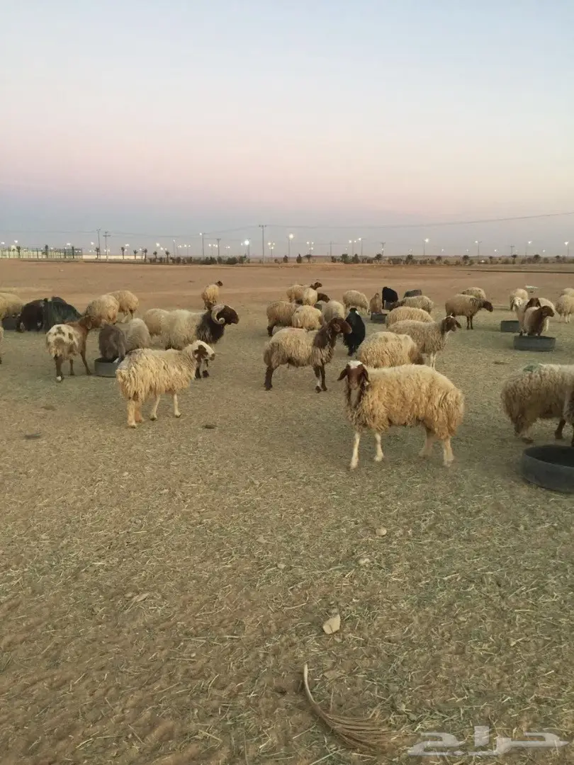 غنم نعيم مرح  (image 2)