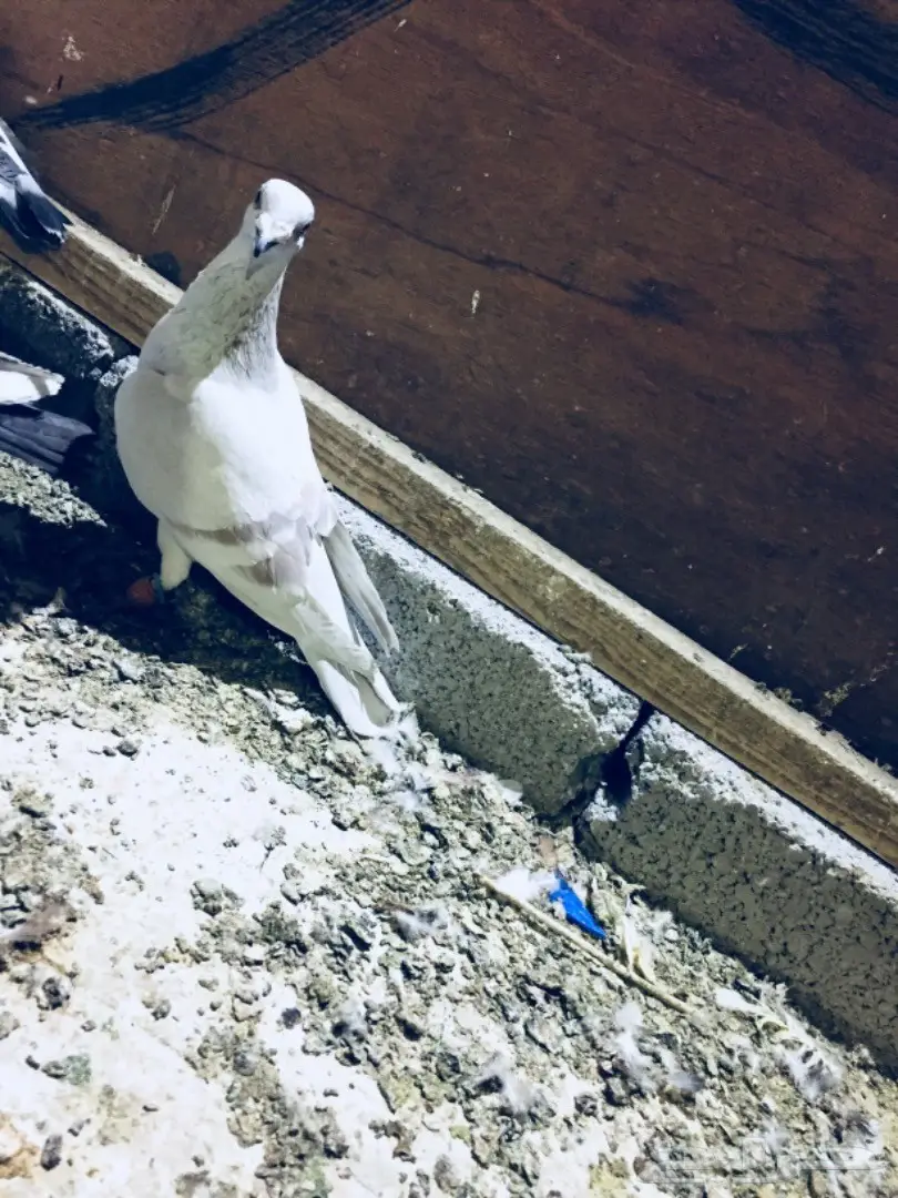   طيور كش TOP (image 22)