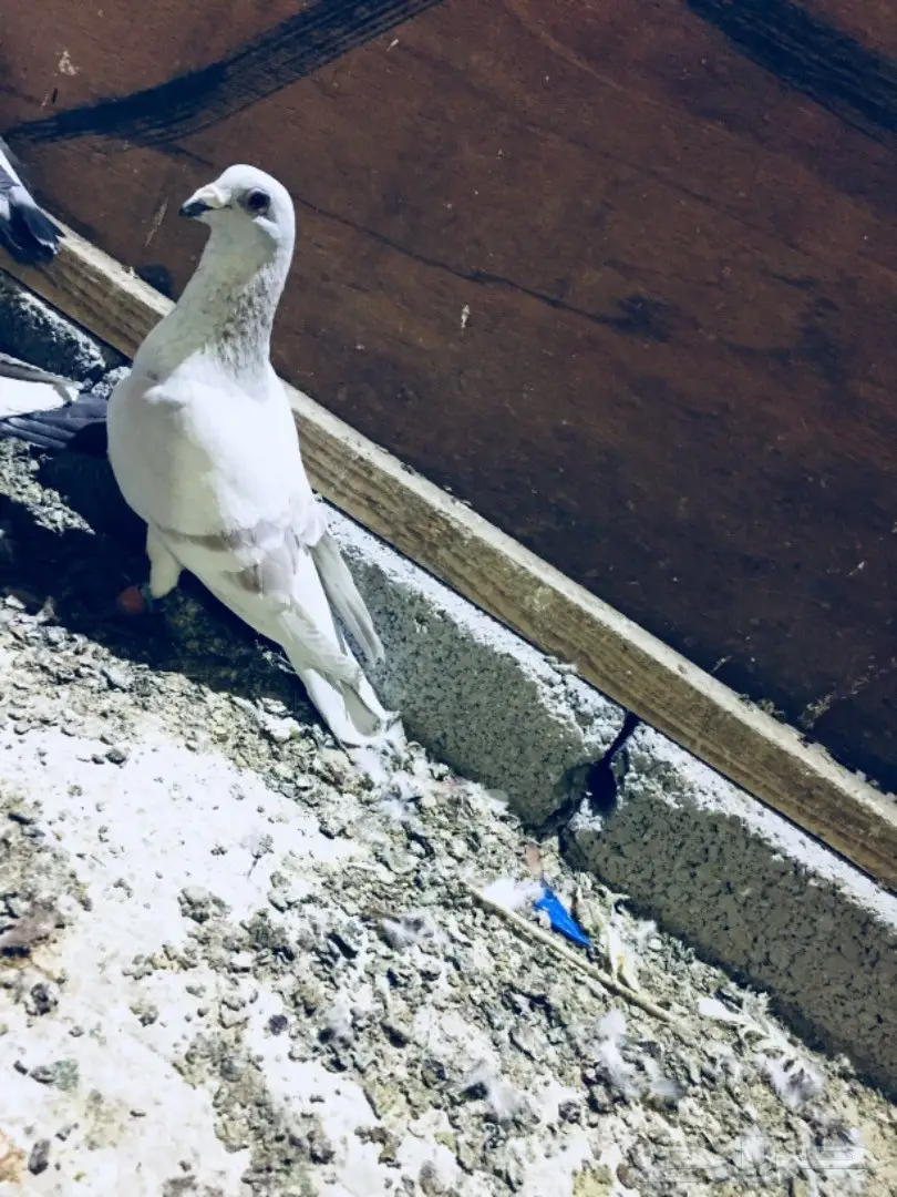   طيور كش TOP (image 23)