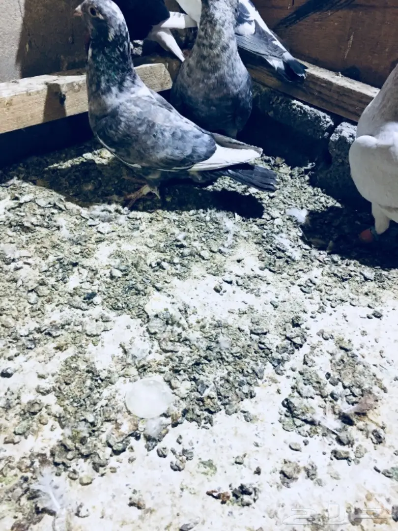   طيور كش TOP (image 24)