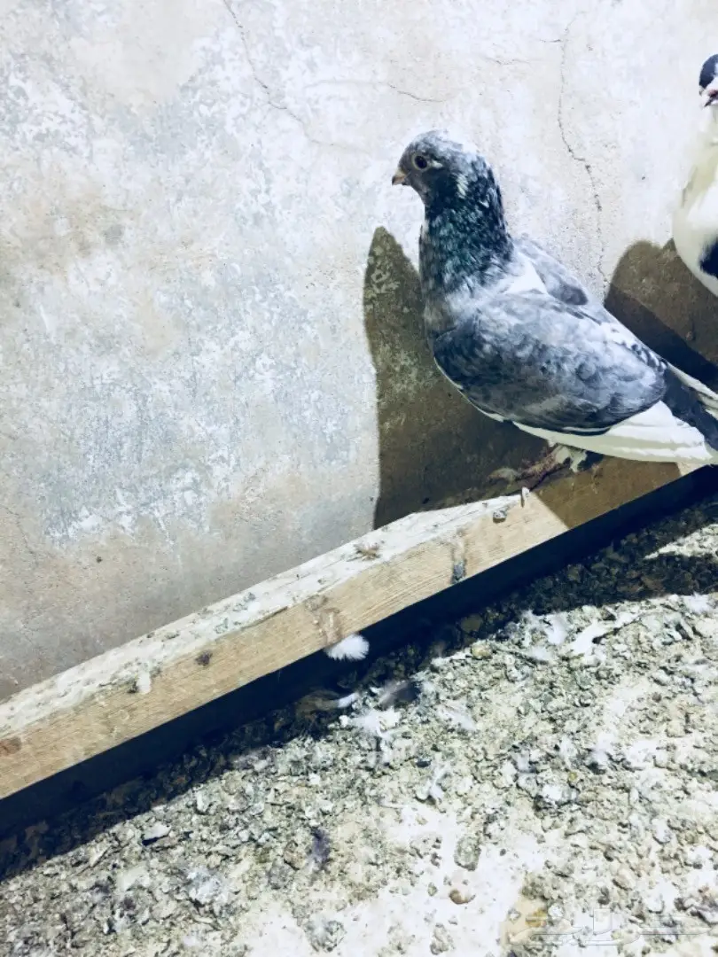   طيور كش TOP (image 25)