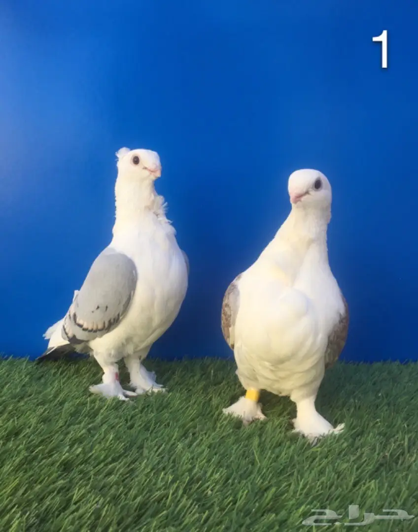 أجواز حب رمان بإنتاجهم