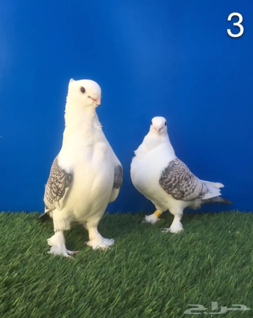 أجواز حب رمان بإنتاجهم (image 5)