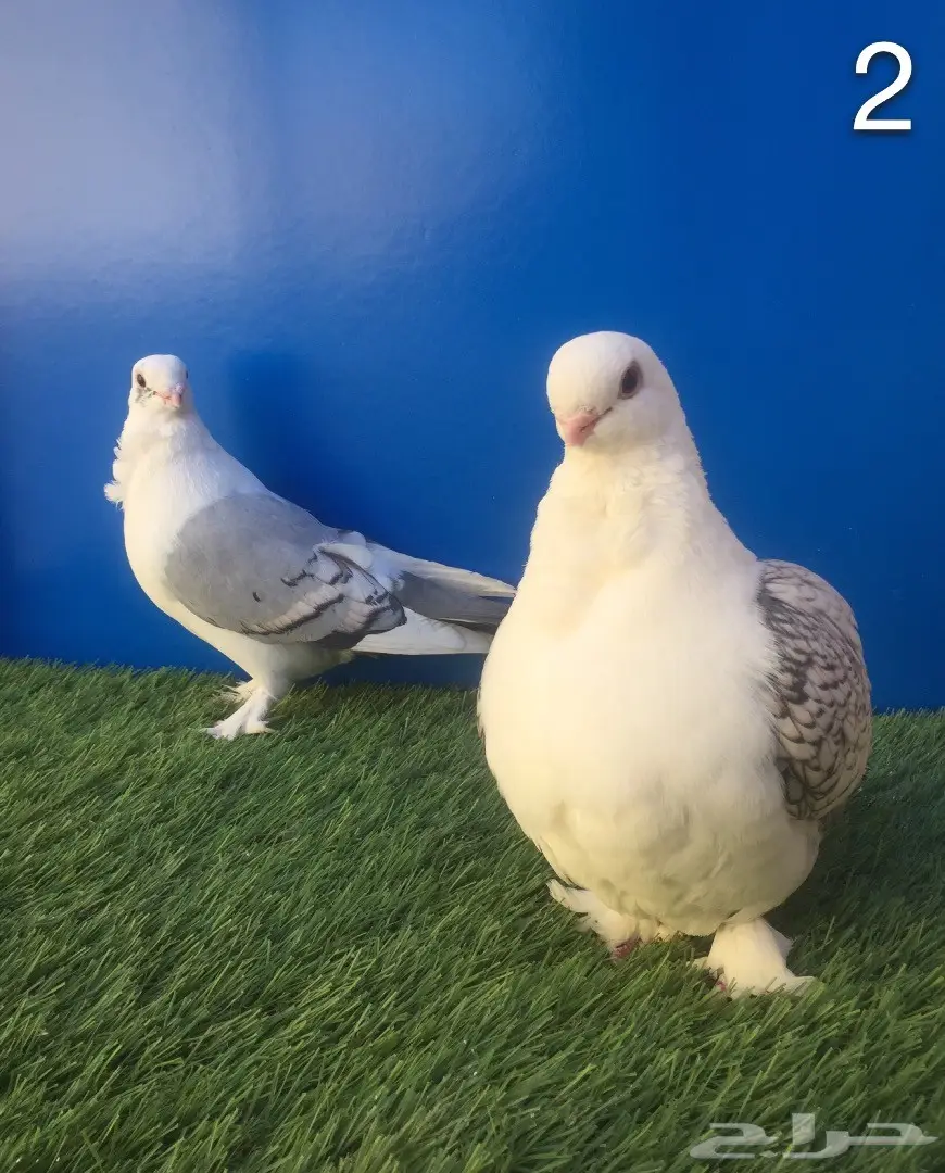 أجواز حب رمان بإنتاجهم (image 3)