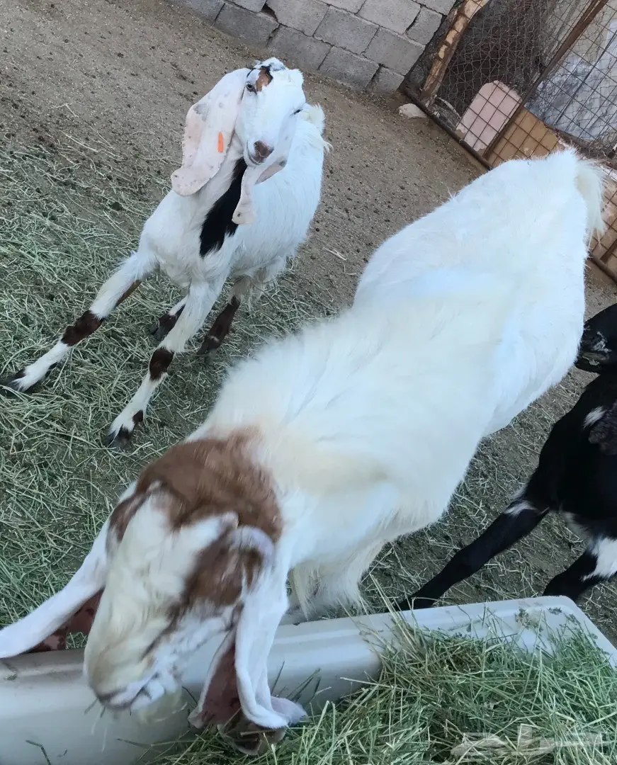 عنز مشوركة مصري بهولندي (image 2)