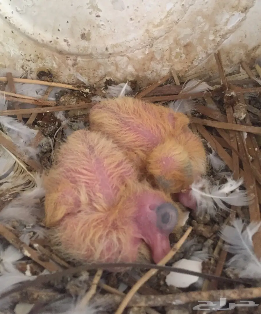 أجواز حب رمان بإنتاجهم (image 6)