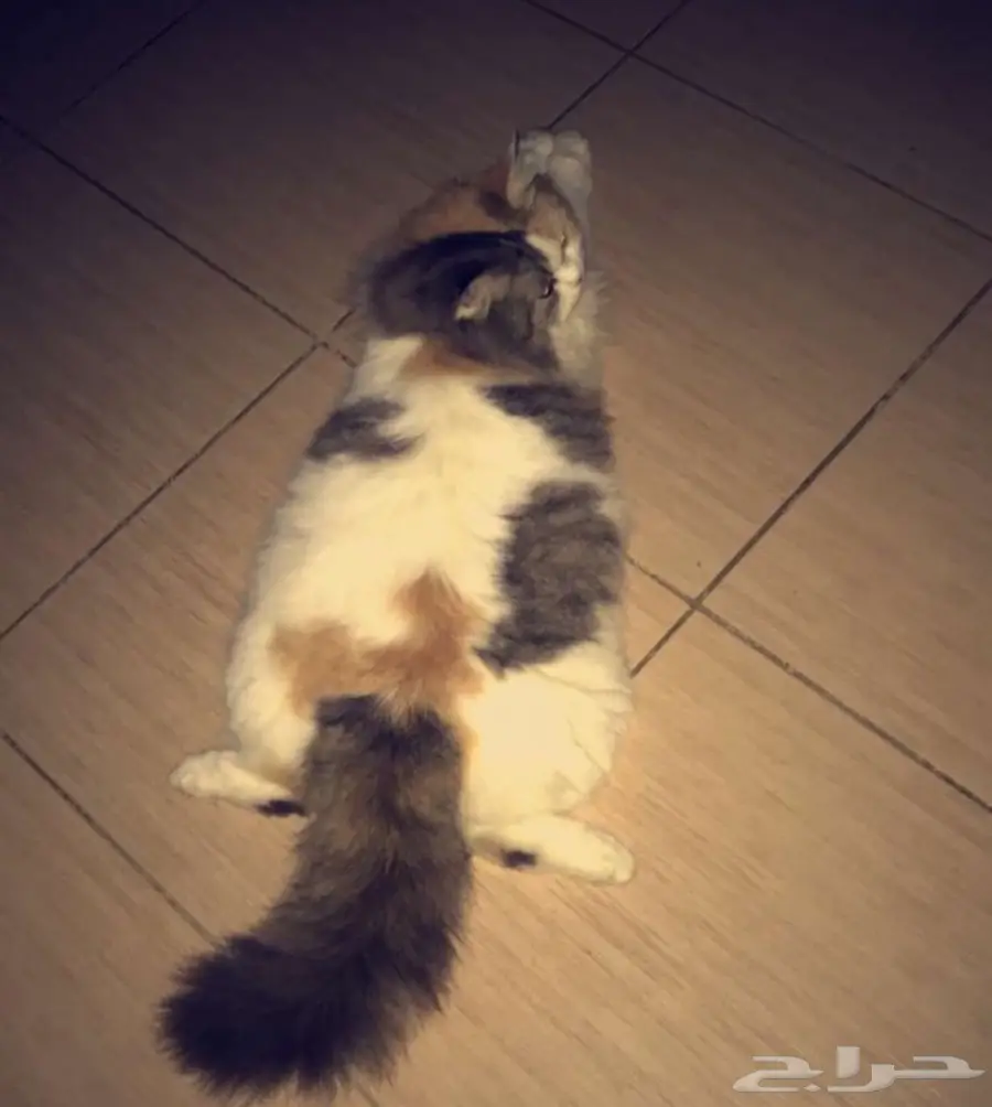 قط شيرازي للبيع  