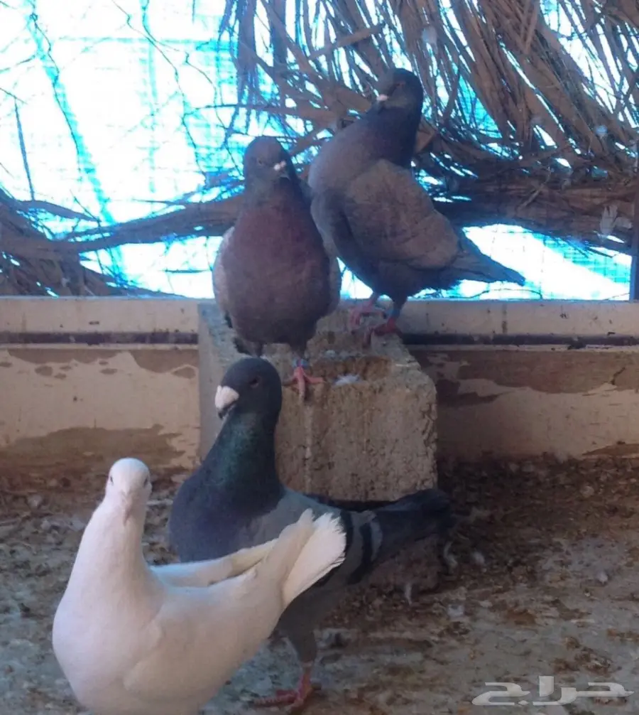 حمام للبيع  (image 6)