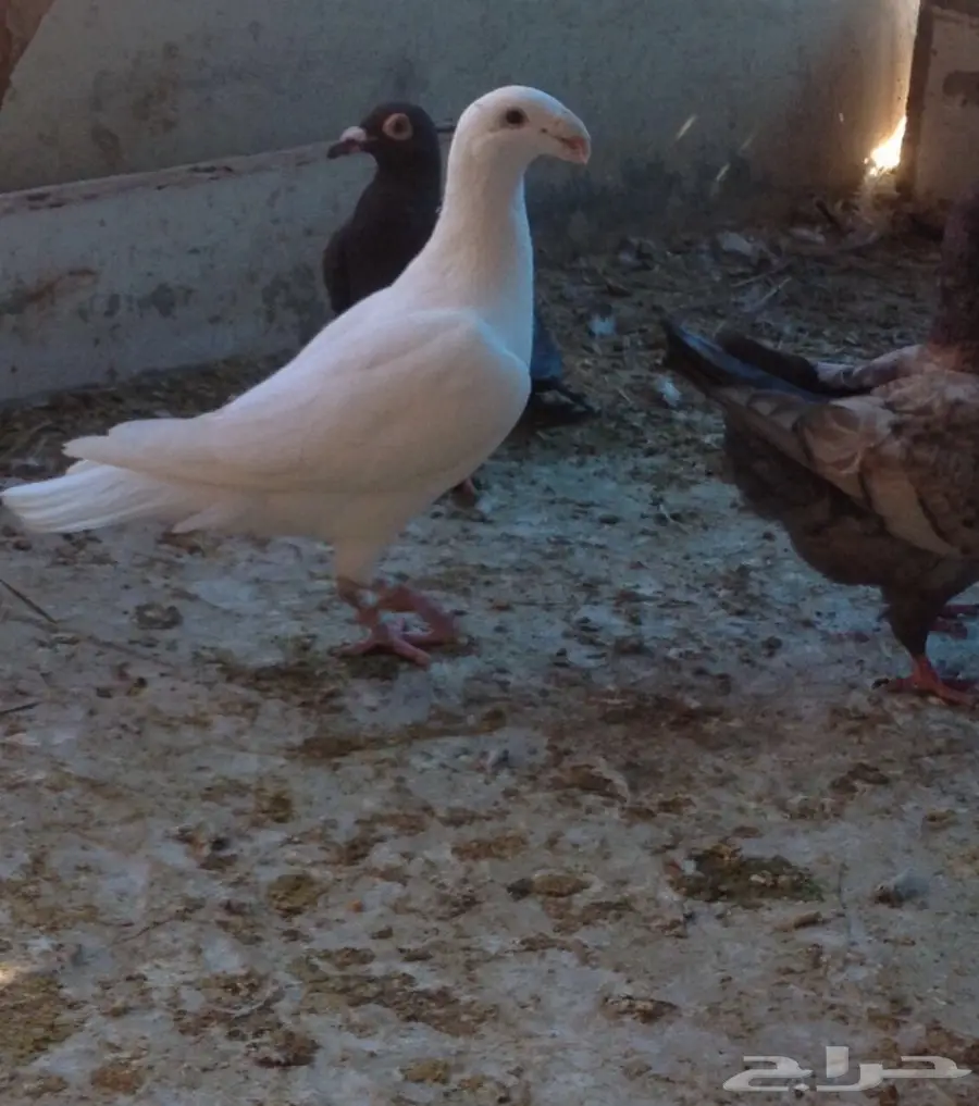 حمام للبيع  (image 3)