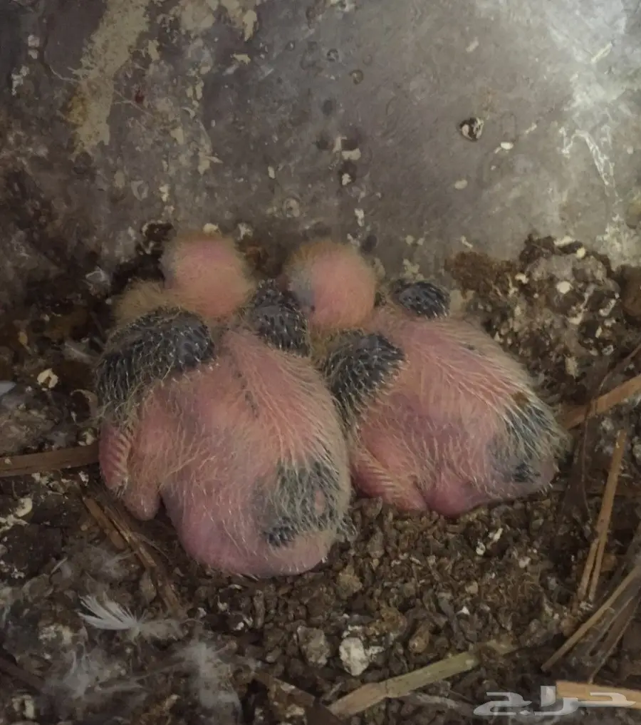 أجواز حب رمان بإنتاجهم (image 8)