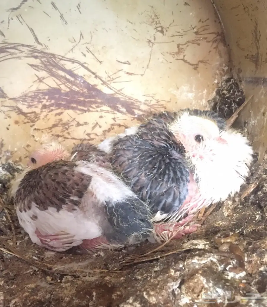 أجواز حب رمان بإنتاجهم (image 7)