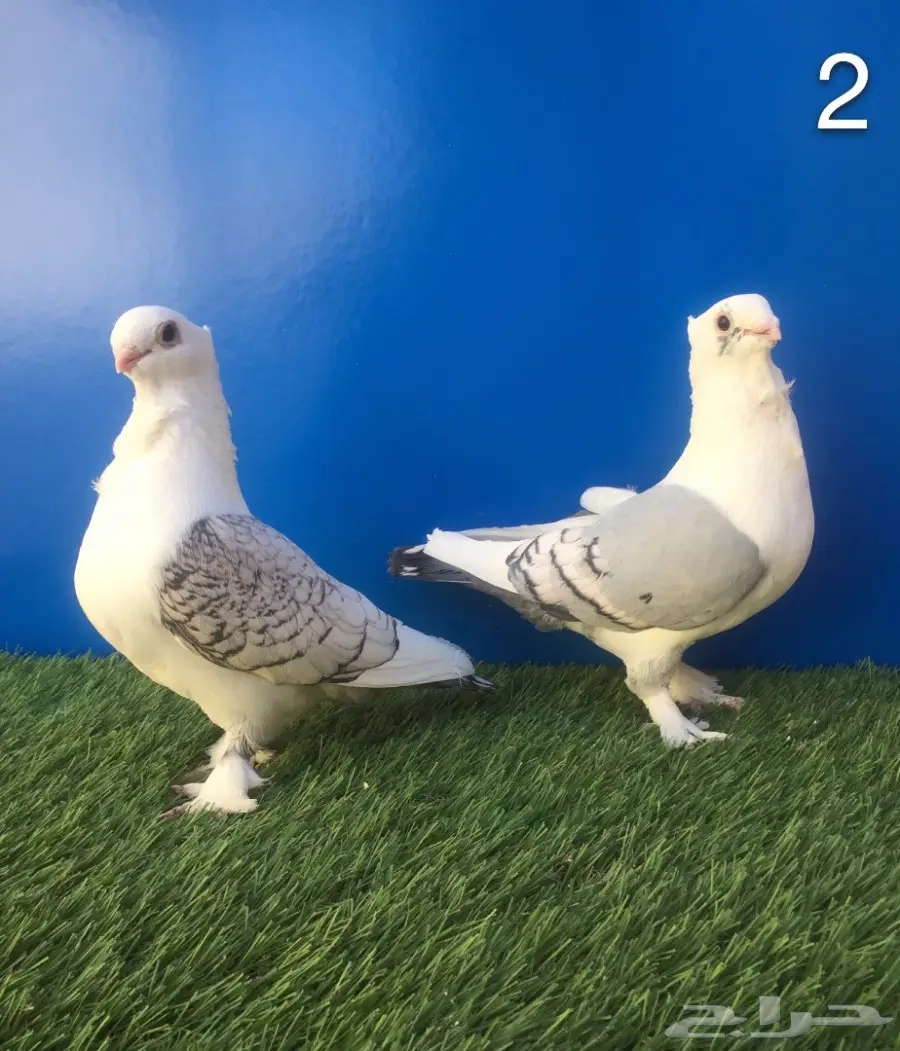 أجواز حب رمان بإنتاجهم (image 2)