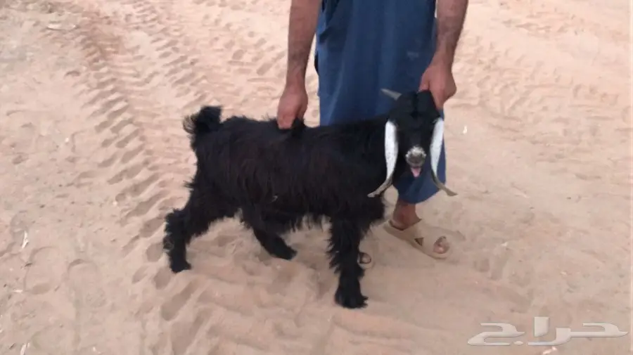 ماعز عارضية للبيع 