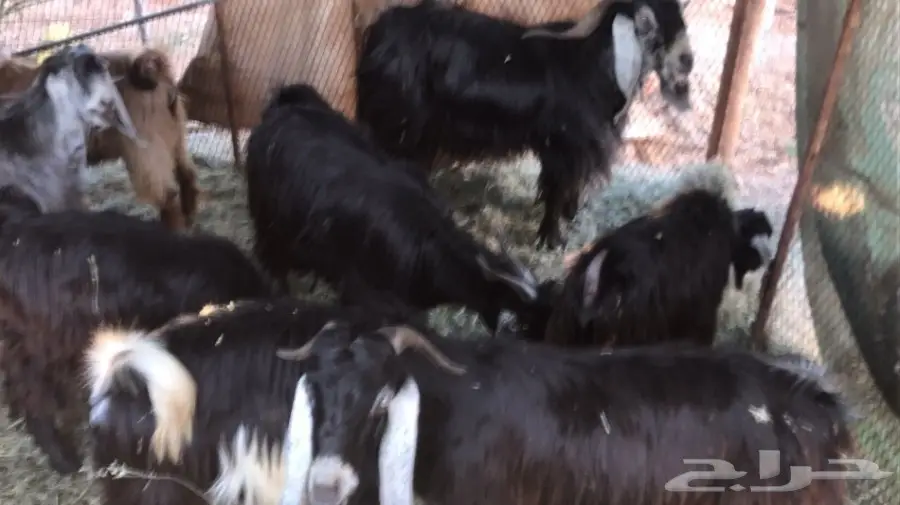 ماعز عارضية للبيع  (image 2)