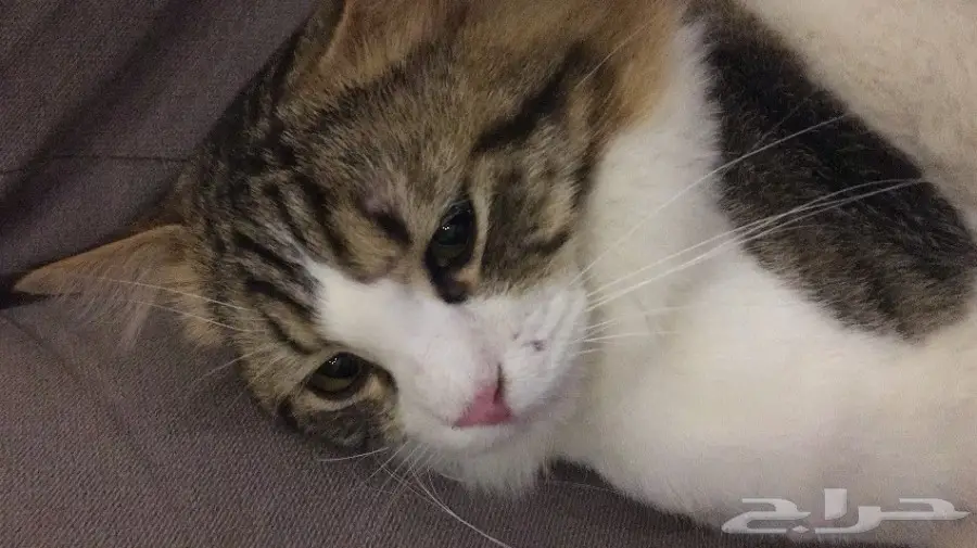 قط شيرازي مفقود فالحمدانيه