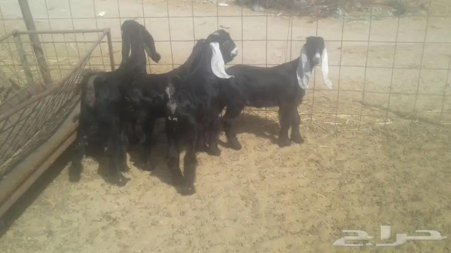 تيوس عوارض  (image 1)