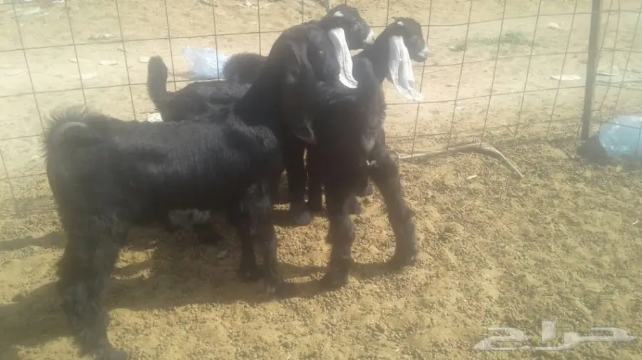 تيوس عوارض  (image 2)