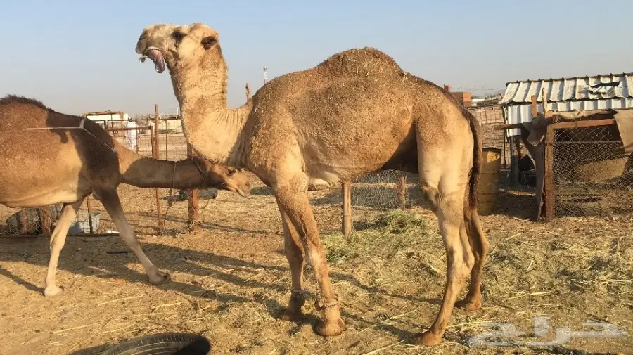 فحل شمالي مميز - فرصة لا تُفوّت! (image 4)