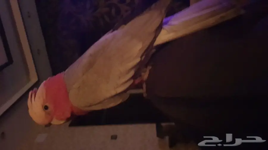 كوكاتو قالا لعوب للبيع  (image 1)