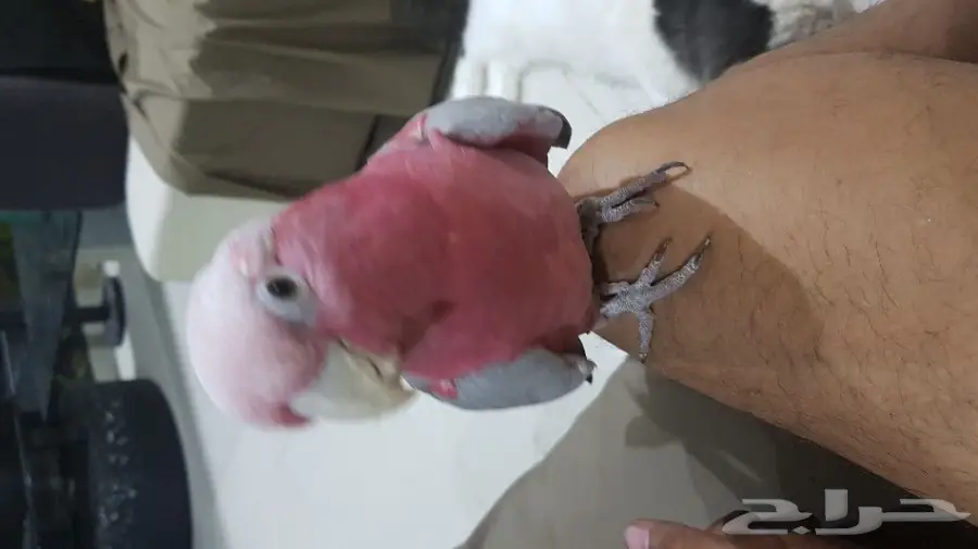 كوكاتو قالا لعوب للبيع  (image 2)