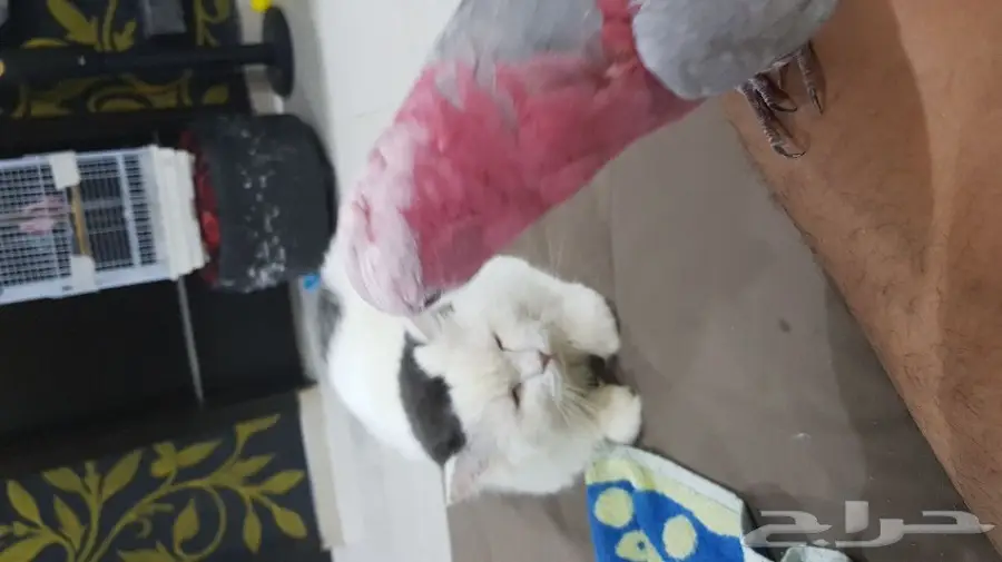 كوكاتو قالا لعوب للبيع  (image 3)