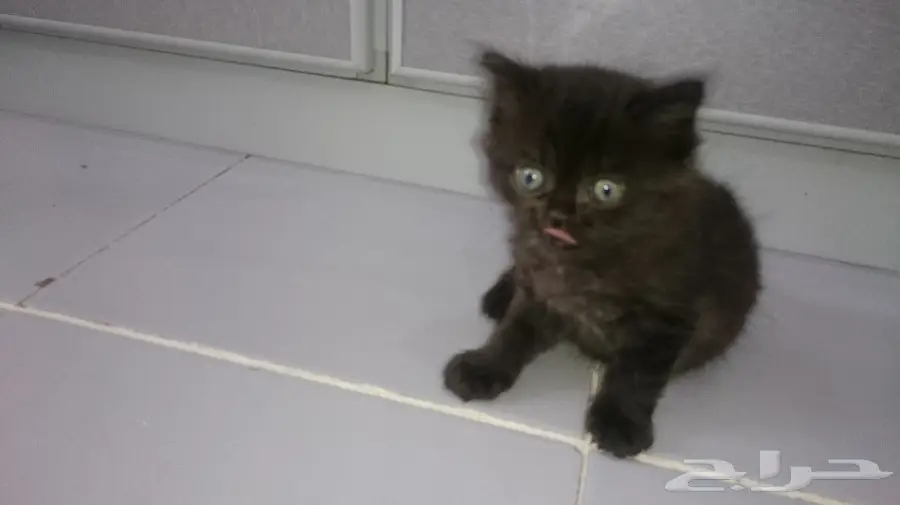 قطط للبيع شيرازي جدة السنابل (image 5)