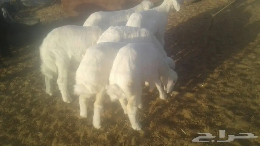 طليان  (image 1)