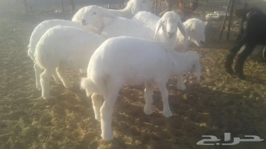 طليان  (image 2)