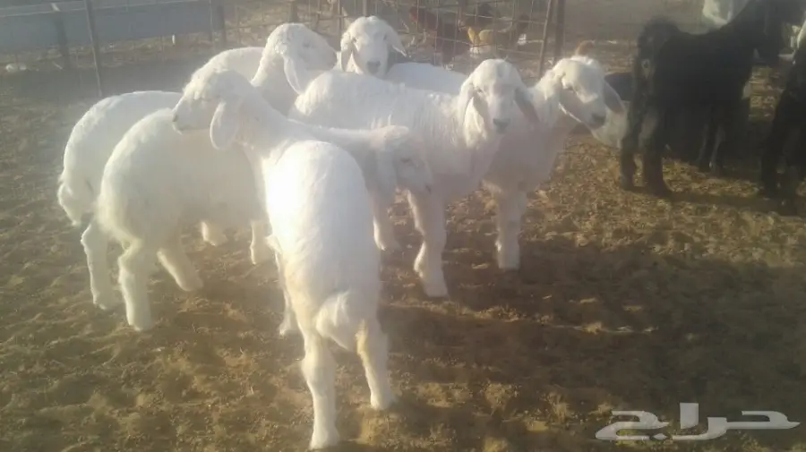 طليان  (image 3)