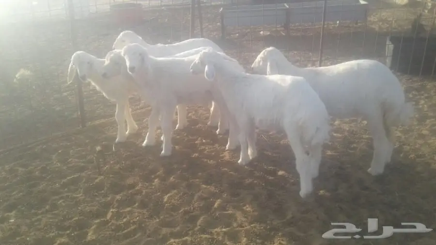 طليان  (image 4)