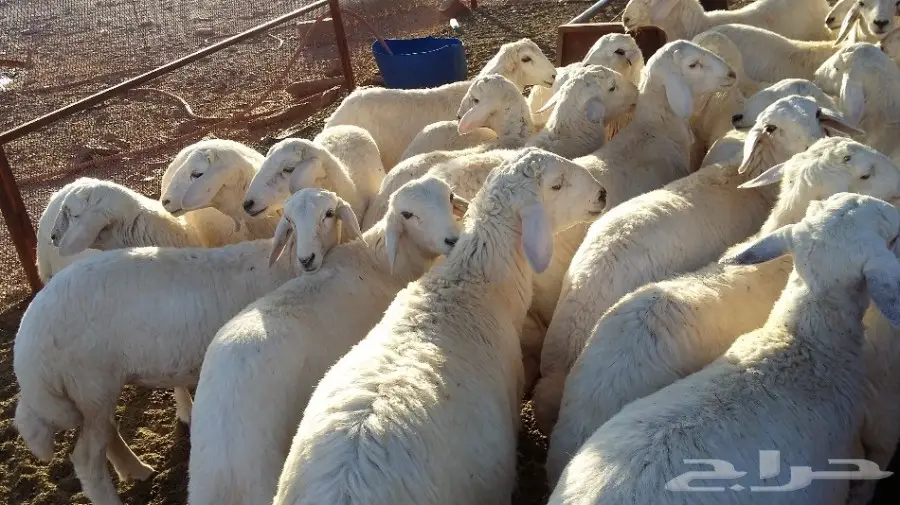 30طليان و رخال 