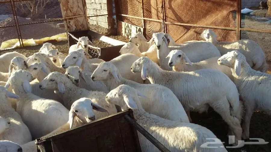 30طليان و رخال  (image 2)