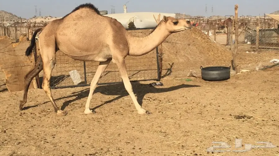 ناقه لقحه رباع  (image 5)