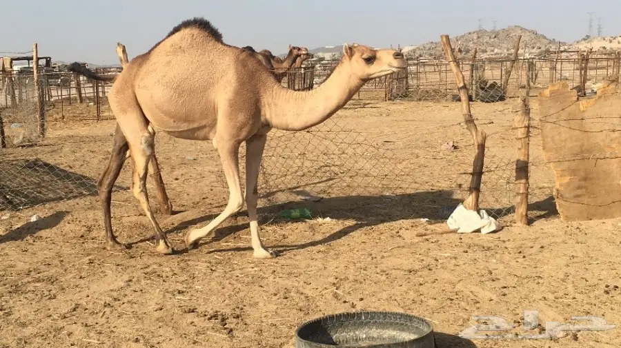 ناقه لقحه رباع  (image 8)