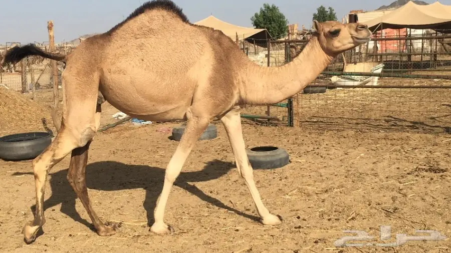 ناقه لقحه رباع  (image 9)