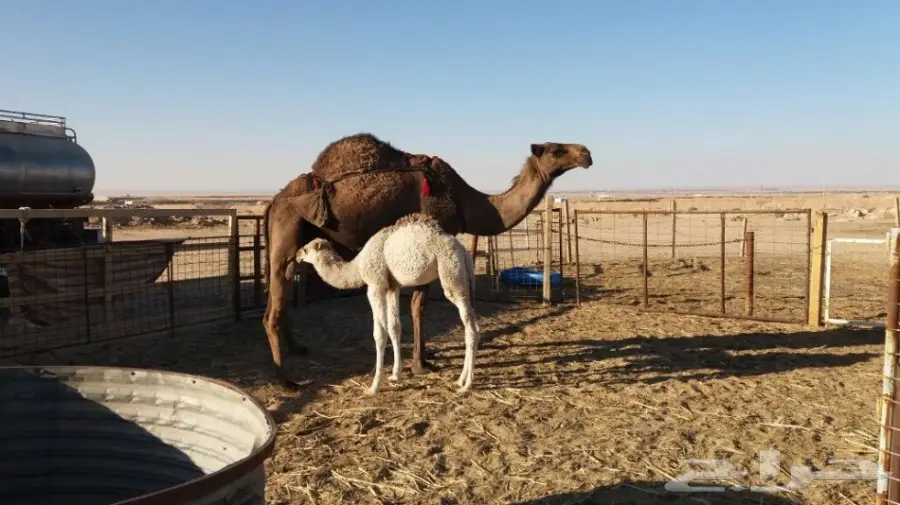 ناقة معمرة ممتازة للبيع (image 2)