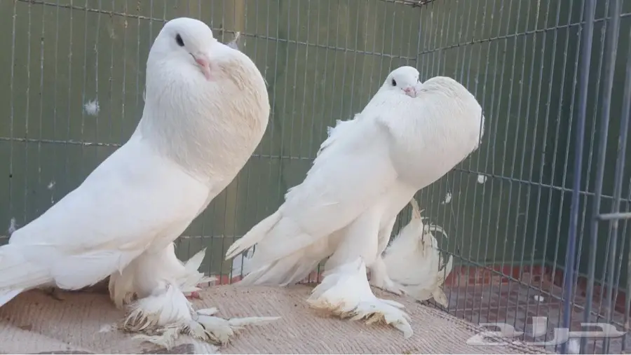 ذكور نفاخ منتجه و مستويات 