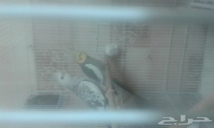 جوزين كروان