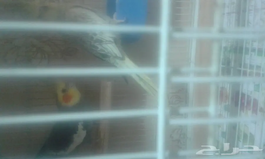 جوزين كروان (image 1)