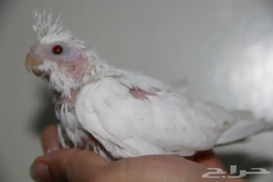 فرخ كروان البينو عيون حمر للبيع (image 5)