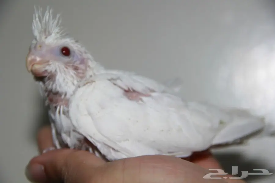 فرخ كروان البينو عيون حمر للبيع (image 6)