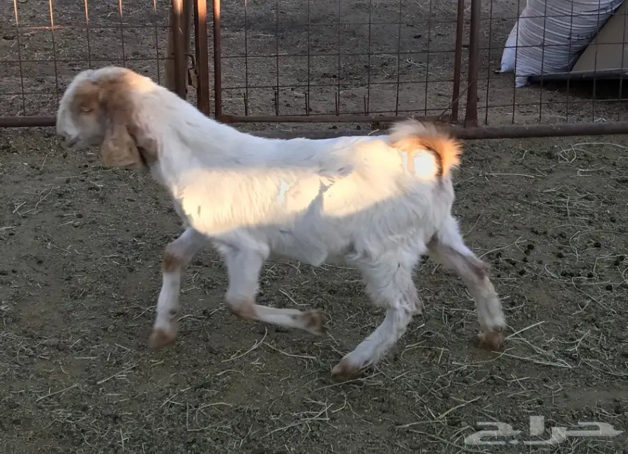 عنز والدة معها تيس 4 اشهر (image 1)