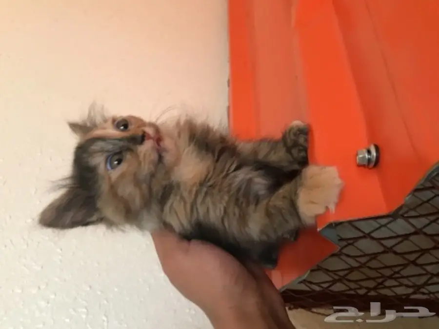 قطه للبيع (image 1)