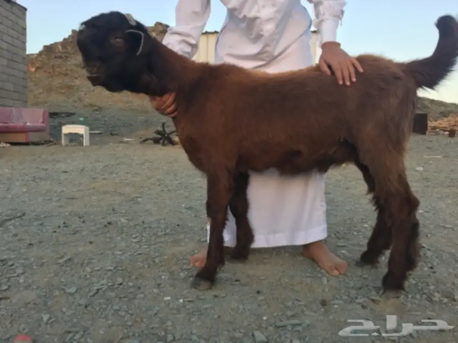 مشروع فحل فاخر شامي (image 1)